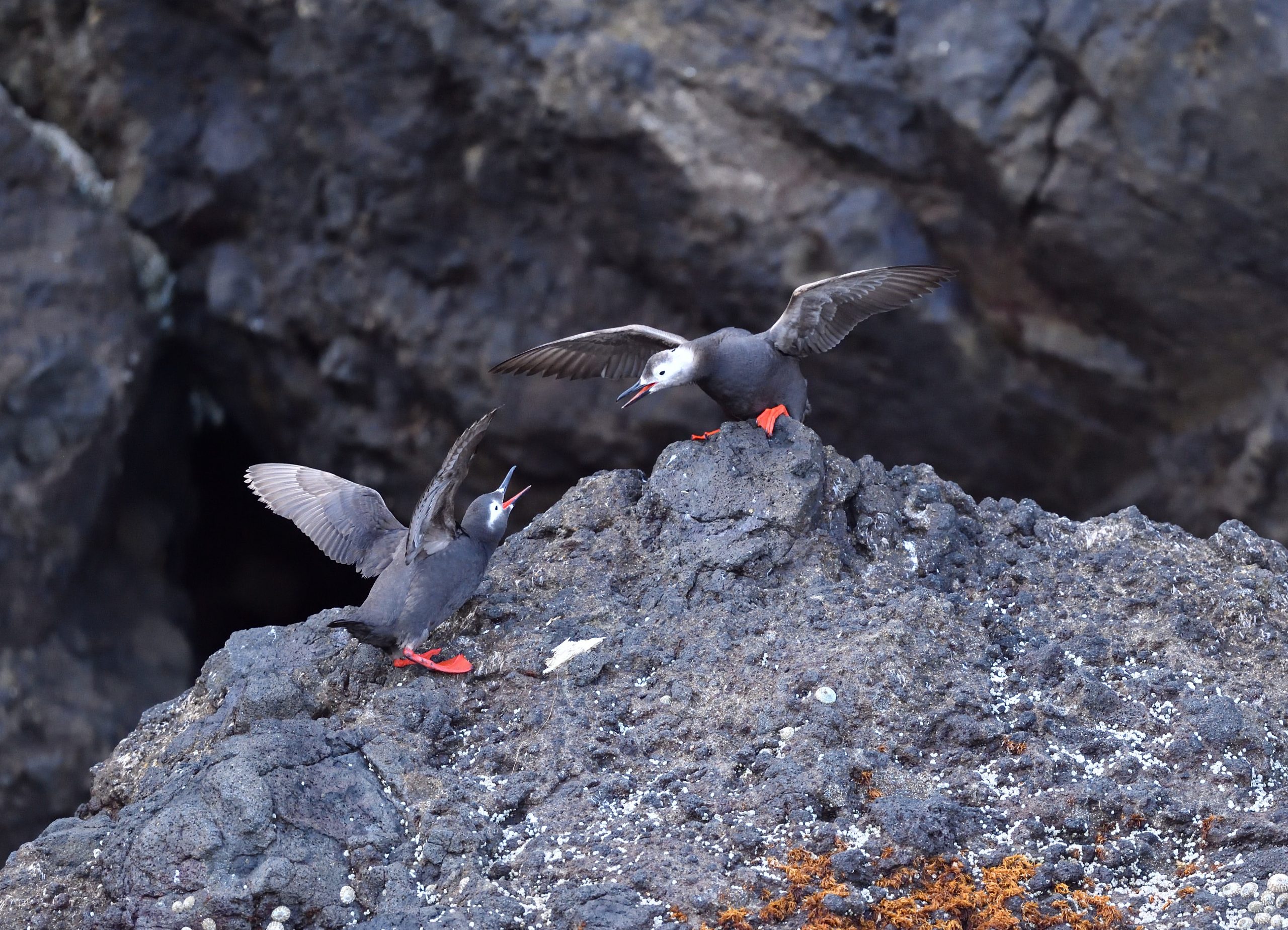 海鳥の楽園の写真