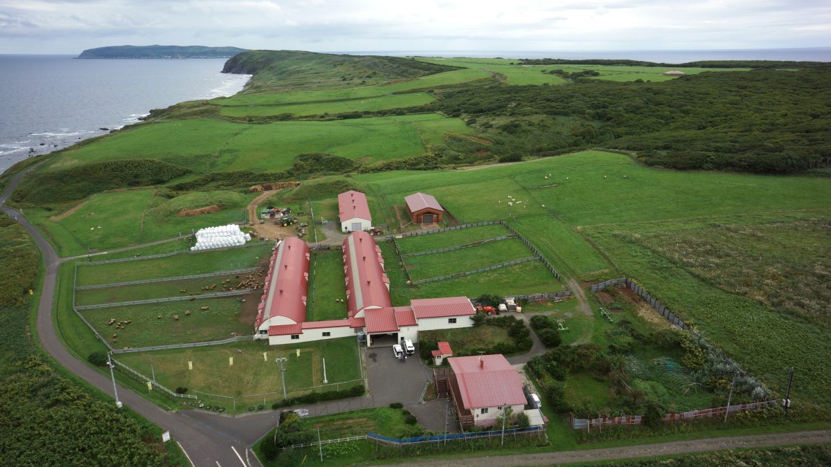 焼尻めん羊牧場