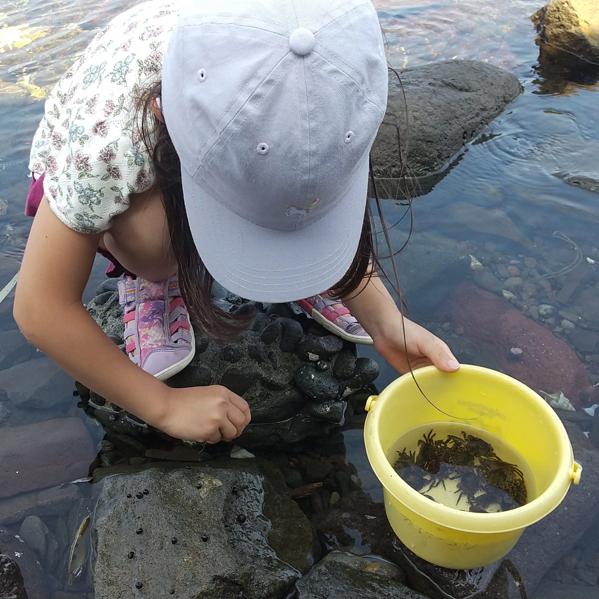 磯でカニ釣り