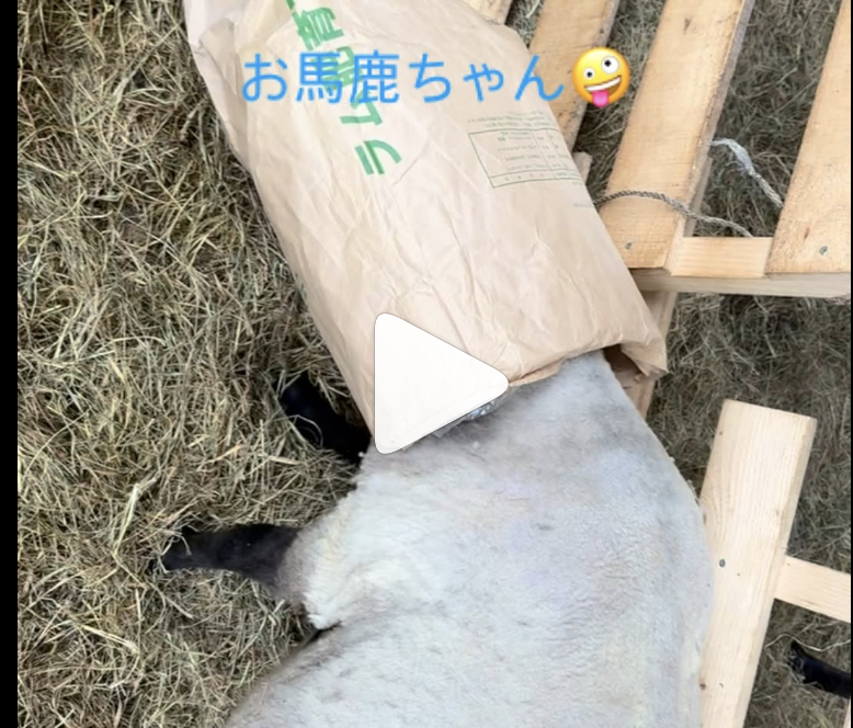 毛刈り第２弾開始です。※焼尻めん羊牧場
