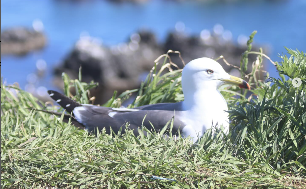 天売島黒崎海岸ウミネコ繁殖地 ※北海道海鳥センター | 羽幌町