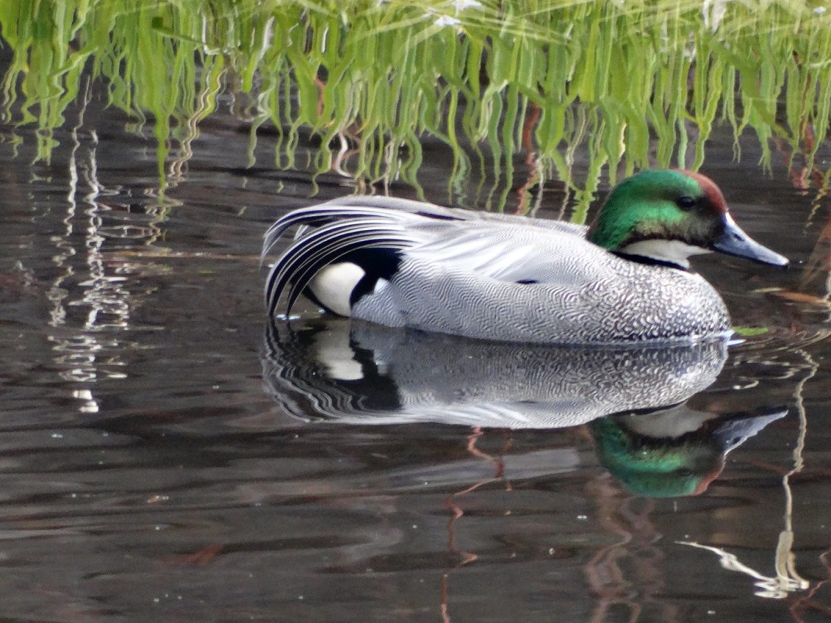 春の野鳥