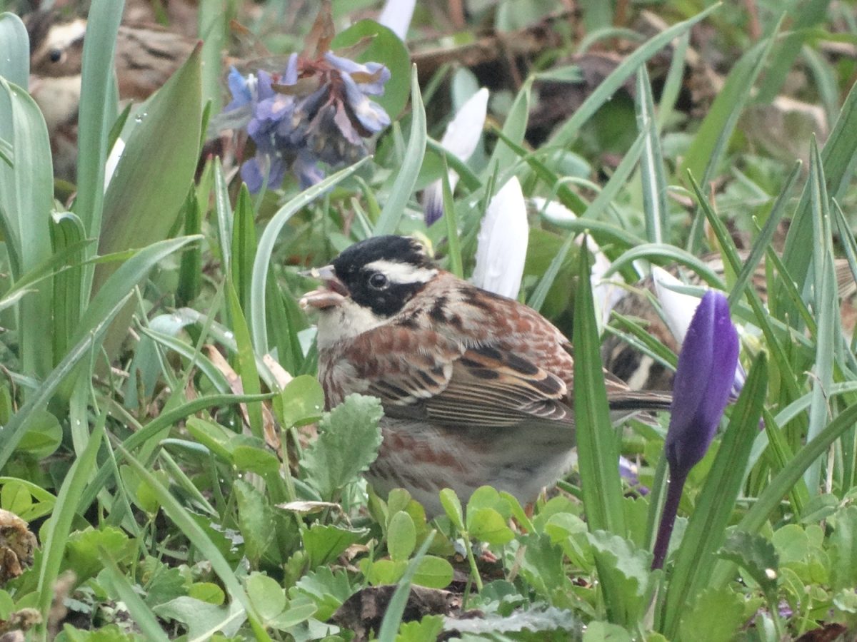 春の野鳥