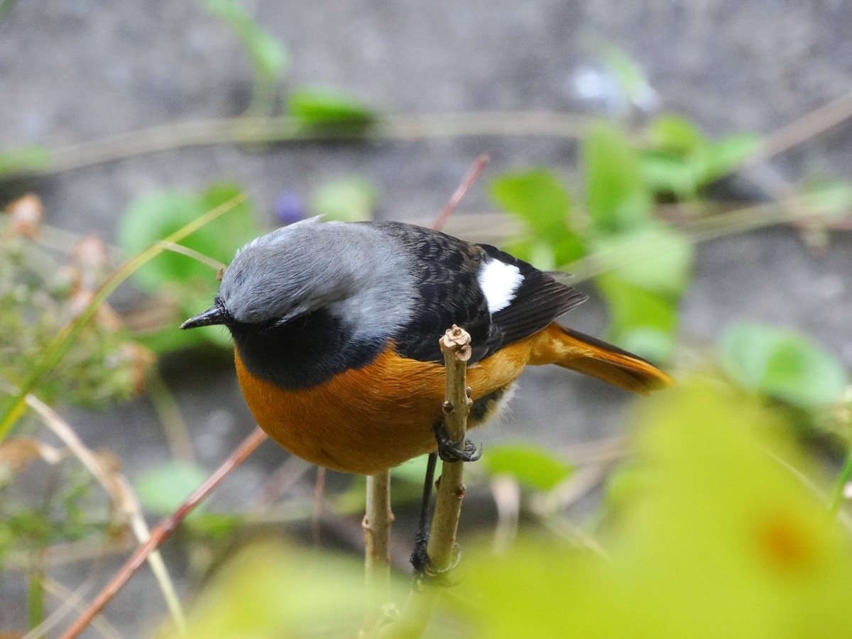 春の野鳥