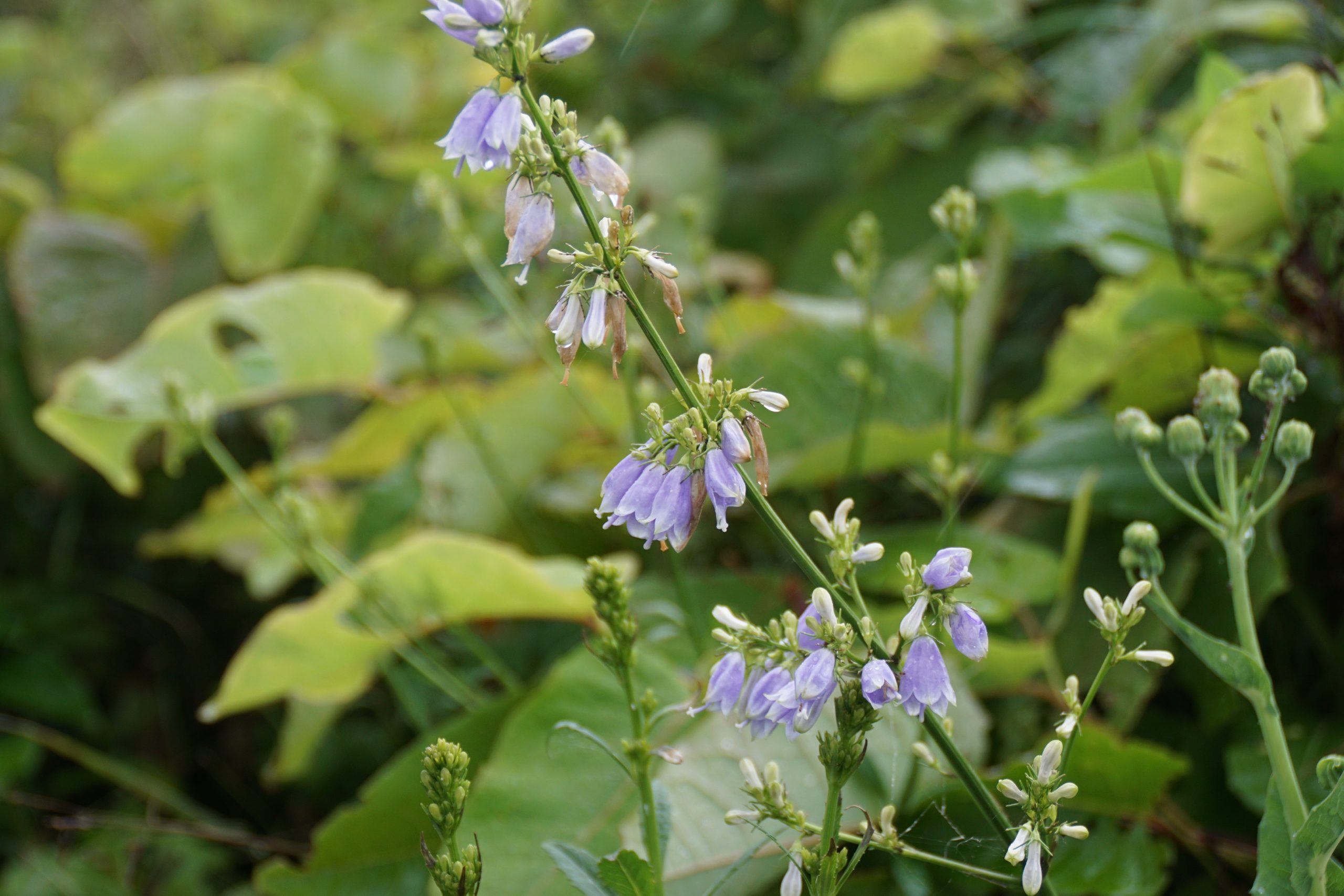 山菜トトキ | 羽幌町観光協会 天売島・焼尻島 観光サイト 島時間