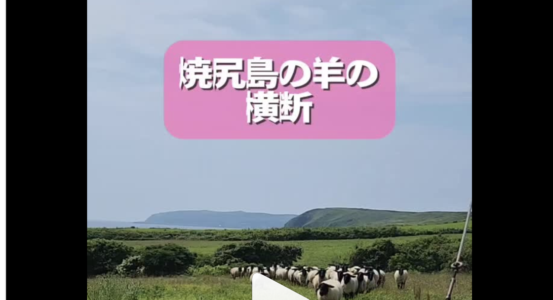 焼尻島の羊の横断　※ゲストハウスやすんでけ