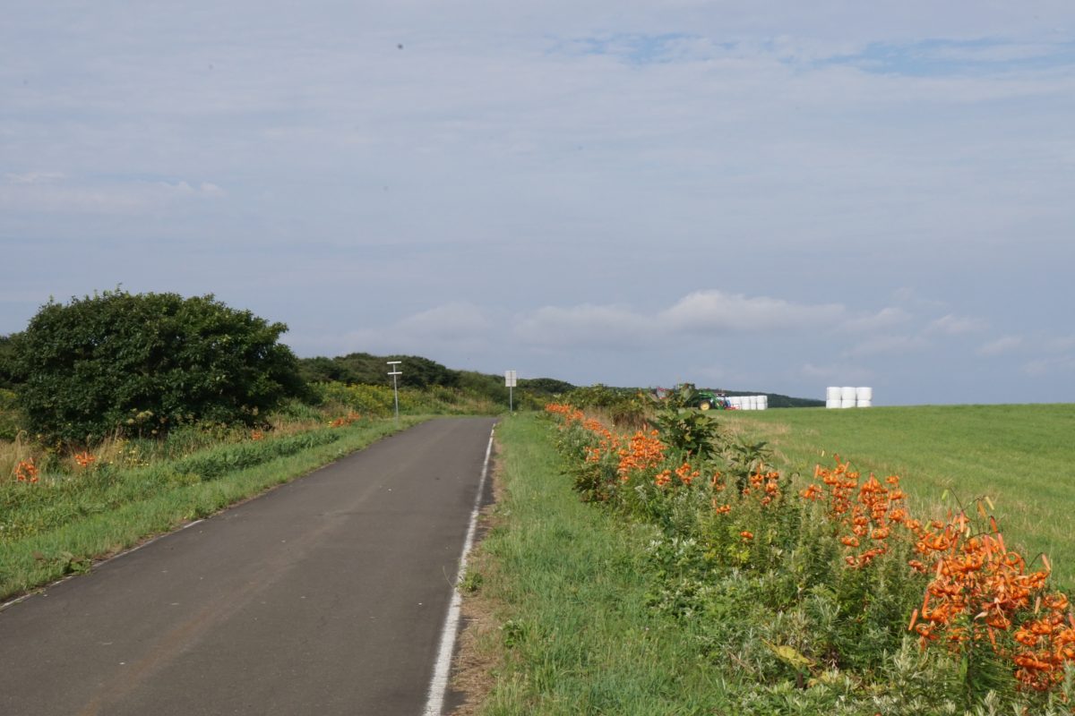 花 全開の焼尻島