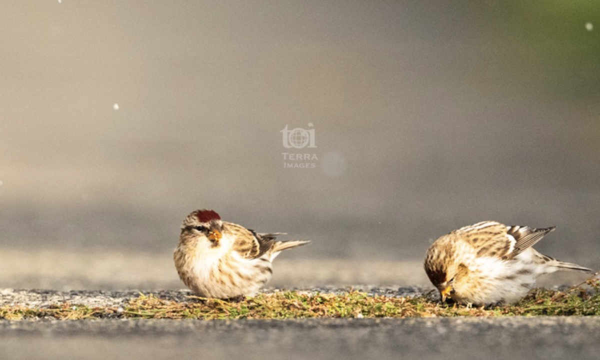 道路のコンクリート舗装の繋ぎ目から　@teuribird
