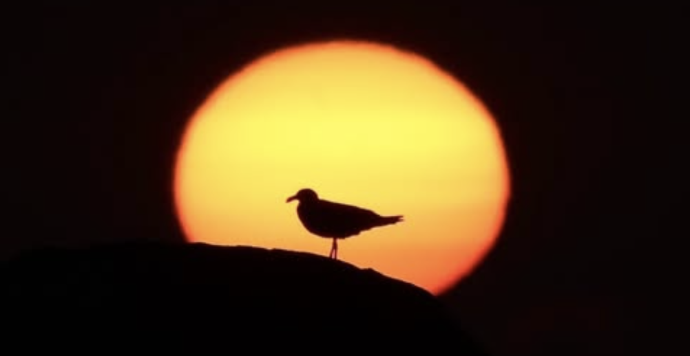 今夏、ケイマフリ号のサンセットクルーズでの　@teuri.jp