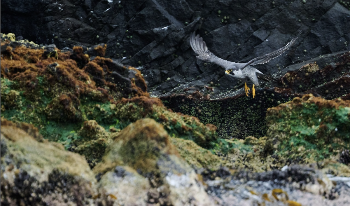 天売島は、海鳥や渡り鳥で知られていますが、@teuri.jp