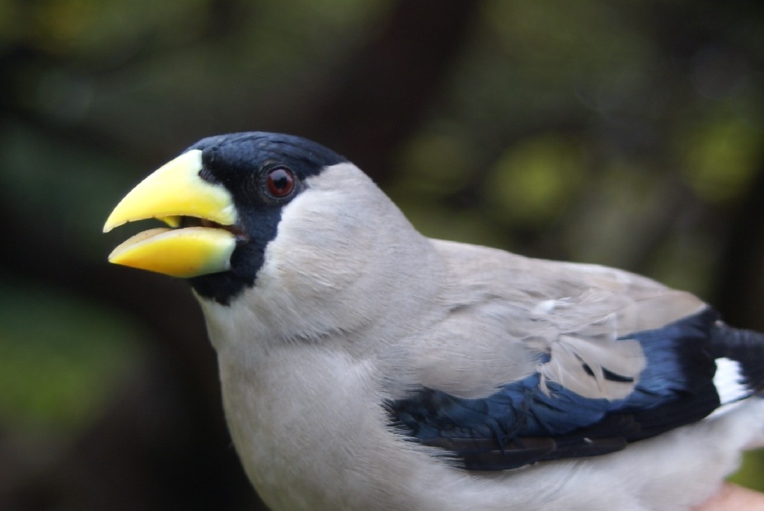 焼尻島物語　その５
