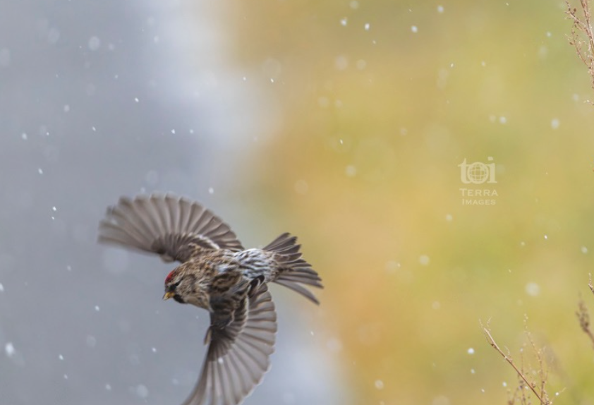 激しい雪が何度も降り、殴りかかるような暴風 @teuribird