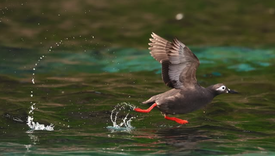 水面を走りながら助走をつけて飛び立つケイマフリ。@teuri.jp