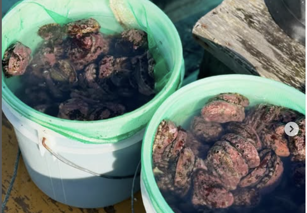 アワビ漁スタート　@佐々木漁業部