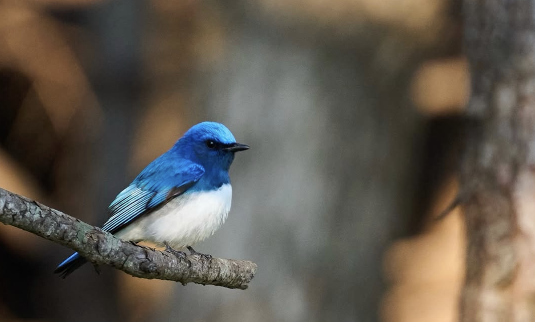 5月、春の渡りの季節に天売島にやって来たオオルリ。@teuri.jp
