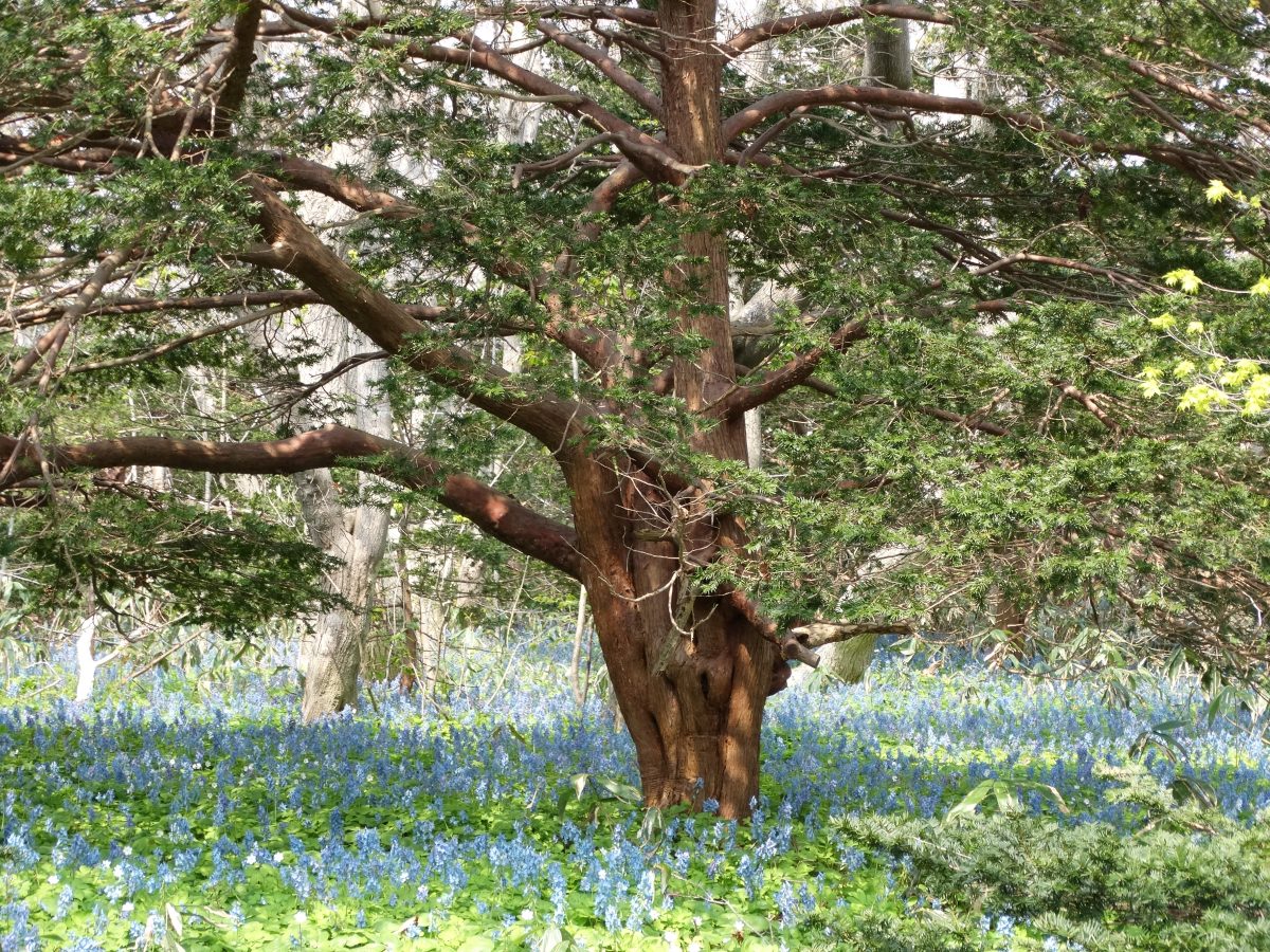 焼尻島物語　その４