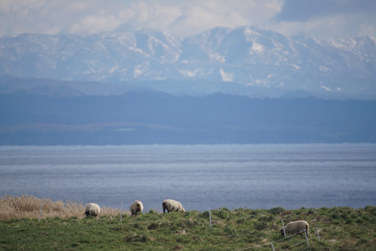 焼尻秋の一日