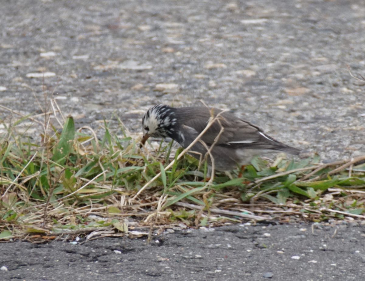 焼尻島　秋の渡りのピークです　