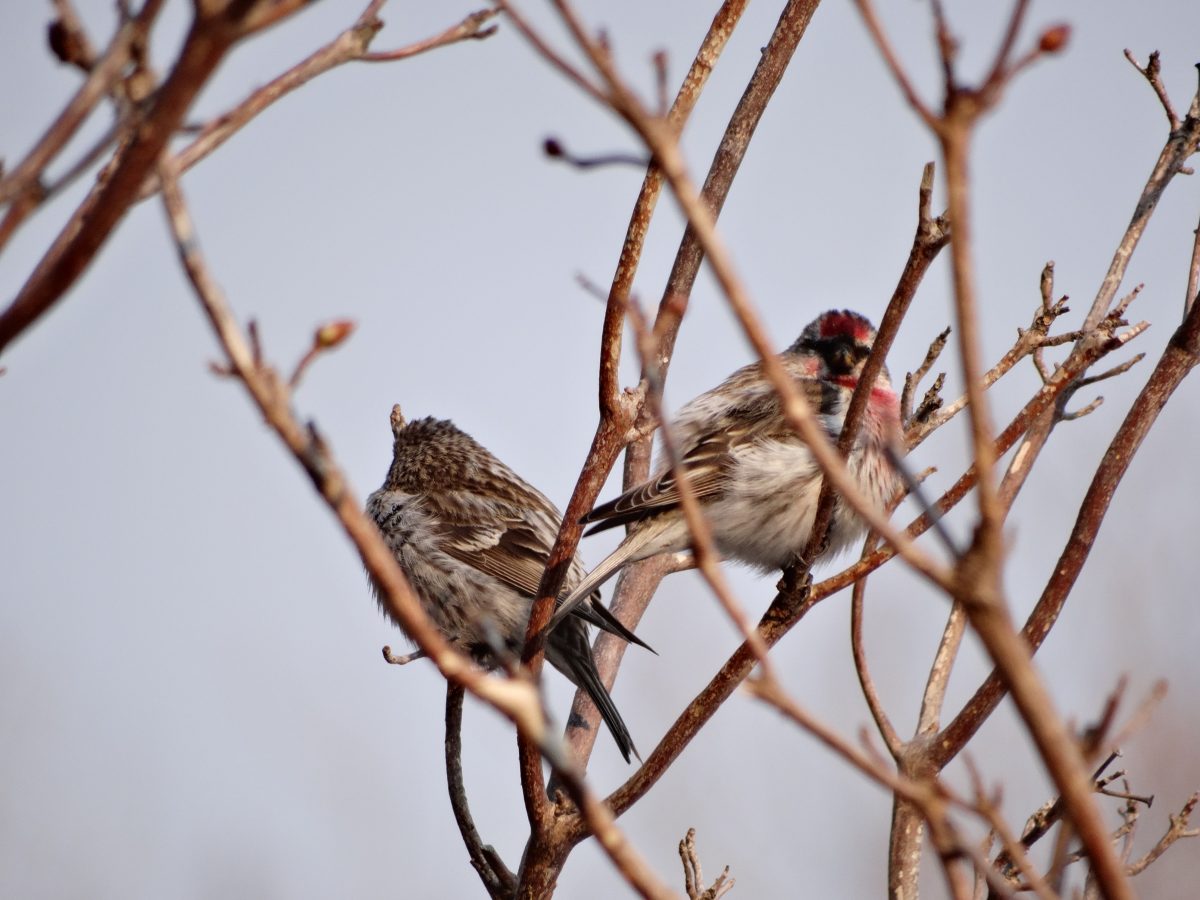 秋の焼尻は賑やかです