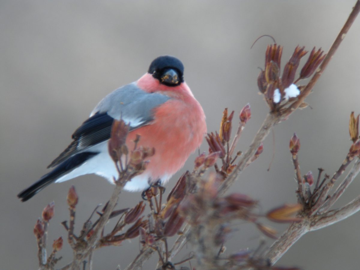 焼尻島物語　その２
