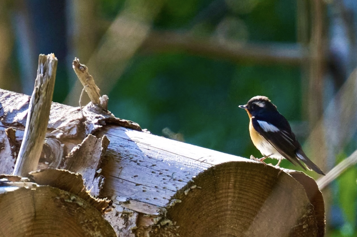今年５月、春の渡り鳥シーズンのツアーで　@teuri.jp