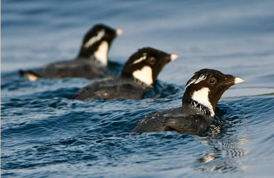「海鳥の島」として知られる天売島は、@teuri.jp