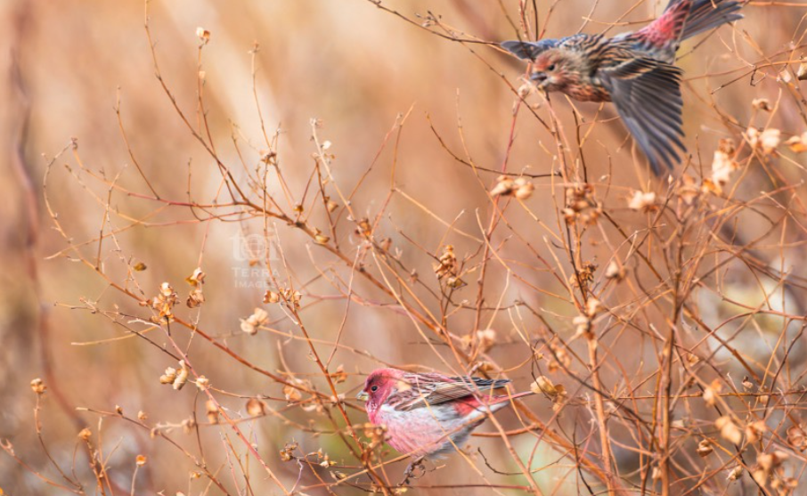 ４日間続いた冬の嵐は今朝から一転。@teuribird