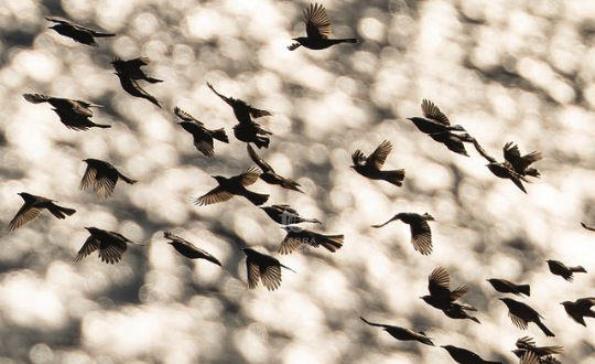 強風にあおられながらも、南に向かって輝く海へ　@teuribird