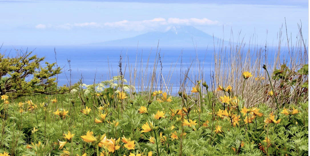 6月から7月上旬の天売島では色鮮やかな野花 @teuri.jp