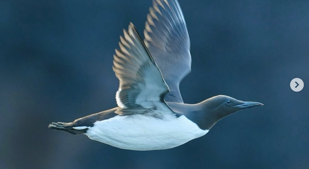 国内唯一のウミガラスの繁殖地である天売島。@teuri.jp
