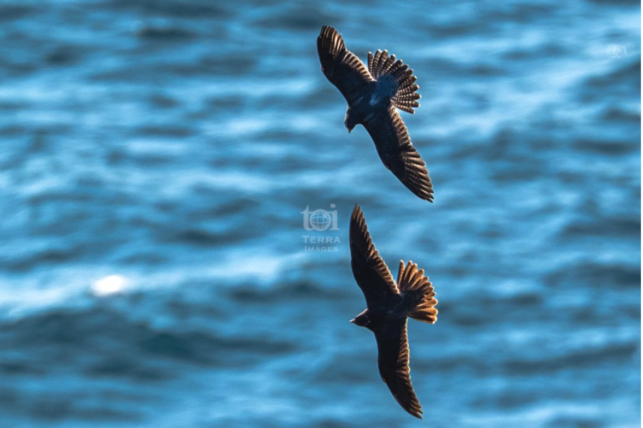 ハヤブサが２羽、トップスピードで急接近を @teuribird