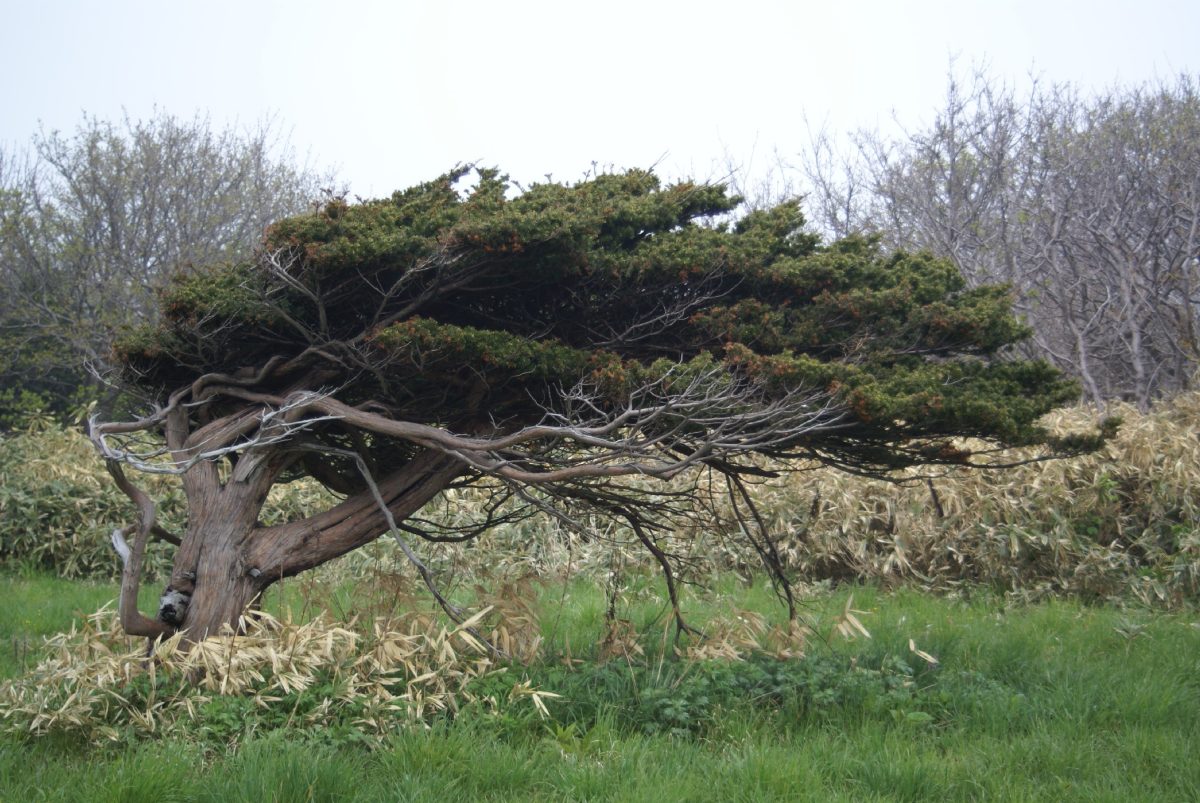 焼尻島物語　その６