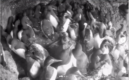 ウミガラス保護増殖事業　＠北海道海鳥センター