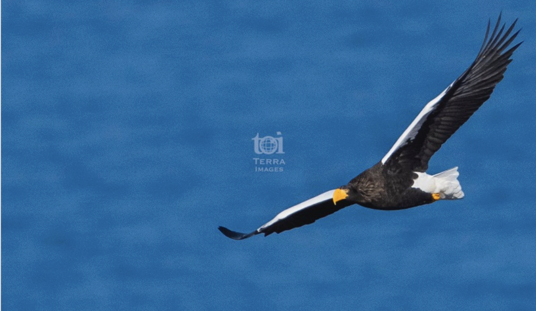 12月ですからオオワシのシーズン。@teuribird