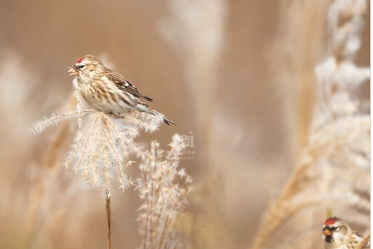 あんなにいたベニヒワがきれいに消えました。@teuribird