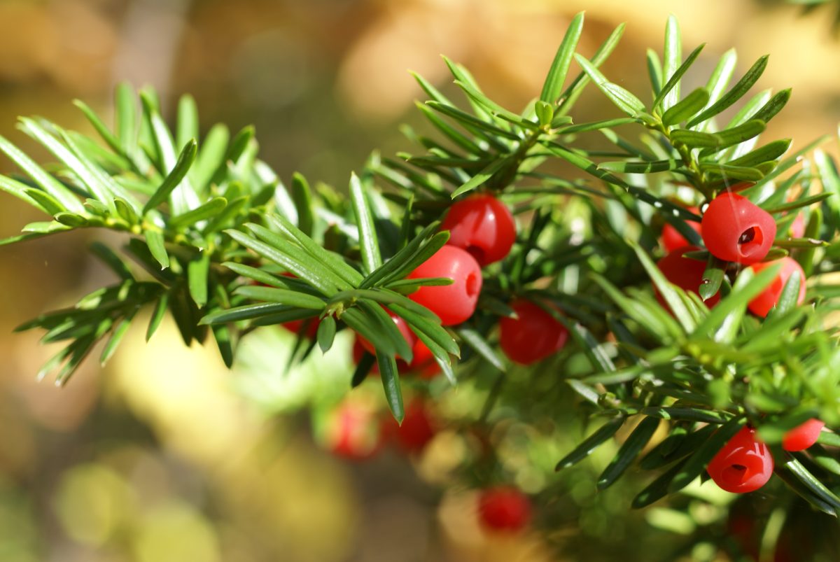 焼尻島物語　その10