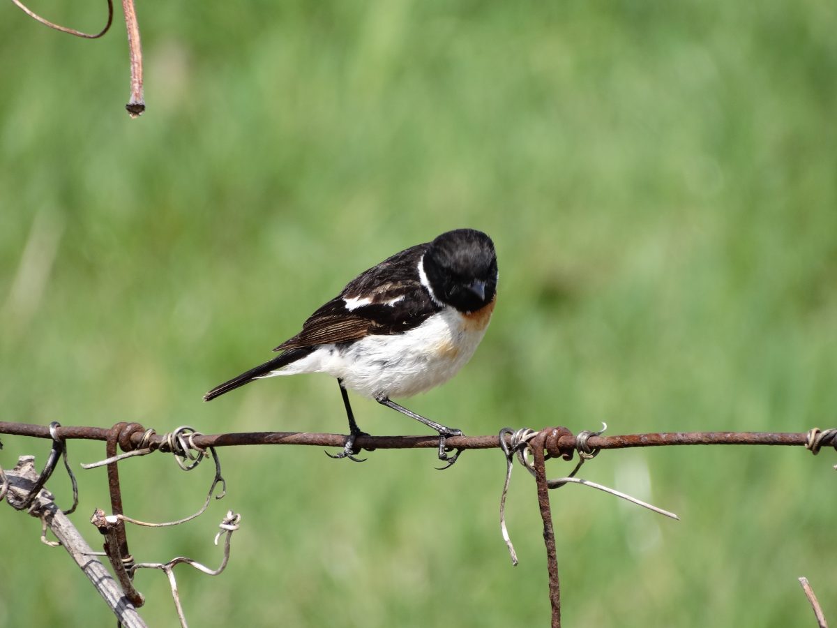 焼尻島物語　その７