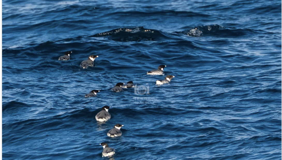 ５日ぶり出港のフェリーで天売島へ。@teuribird
