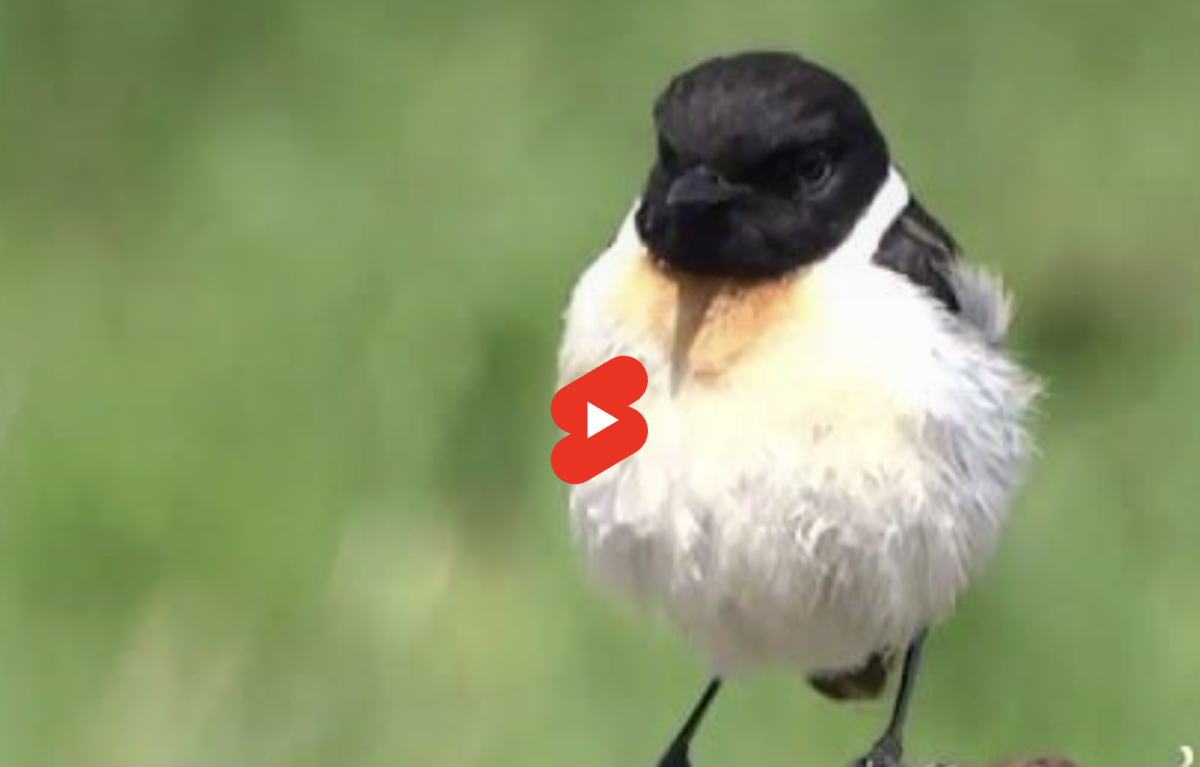 焼尻島を彩る仲間たち