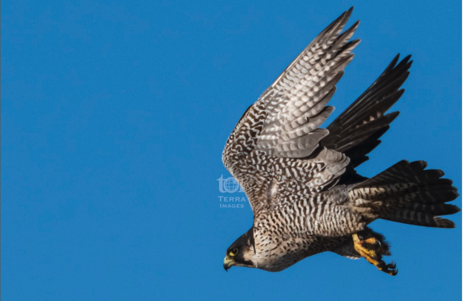 頬の黒が太いハヤブサを見ました。@teuribird
