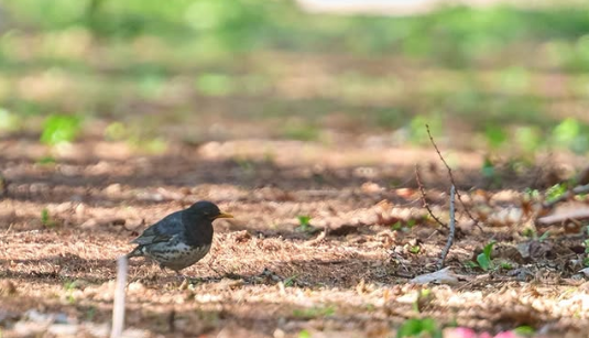 天売島の深い緑の中で響き渡る、透き通った歌声。@teuri.jp