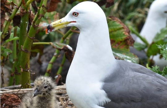 黒崎海岸のウミネコ繁殖地では5月中旬あたり @teuri.jp