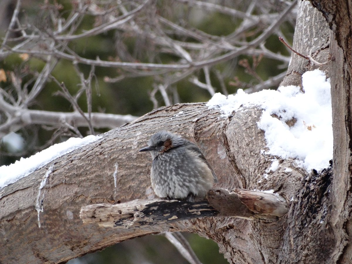 焼尻島を賑わす楽しい仲間たち