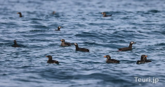 6月の天売島、早朝のケイマフリ号で　@teuri.jp