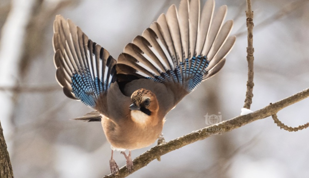 -17℃まで冷え込んだのを知らずに　@teuribird