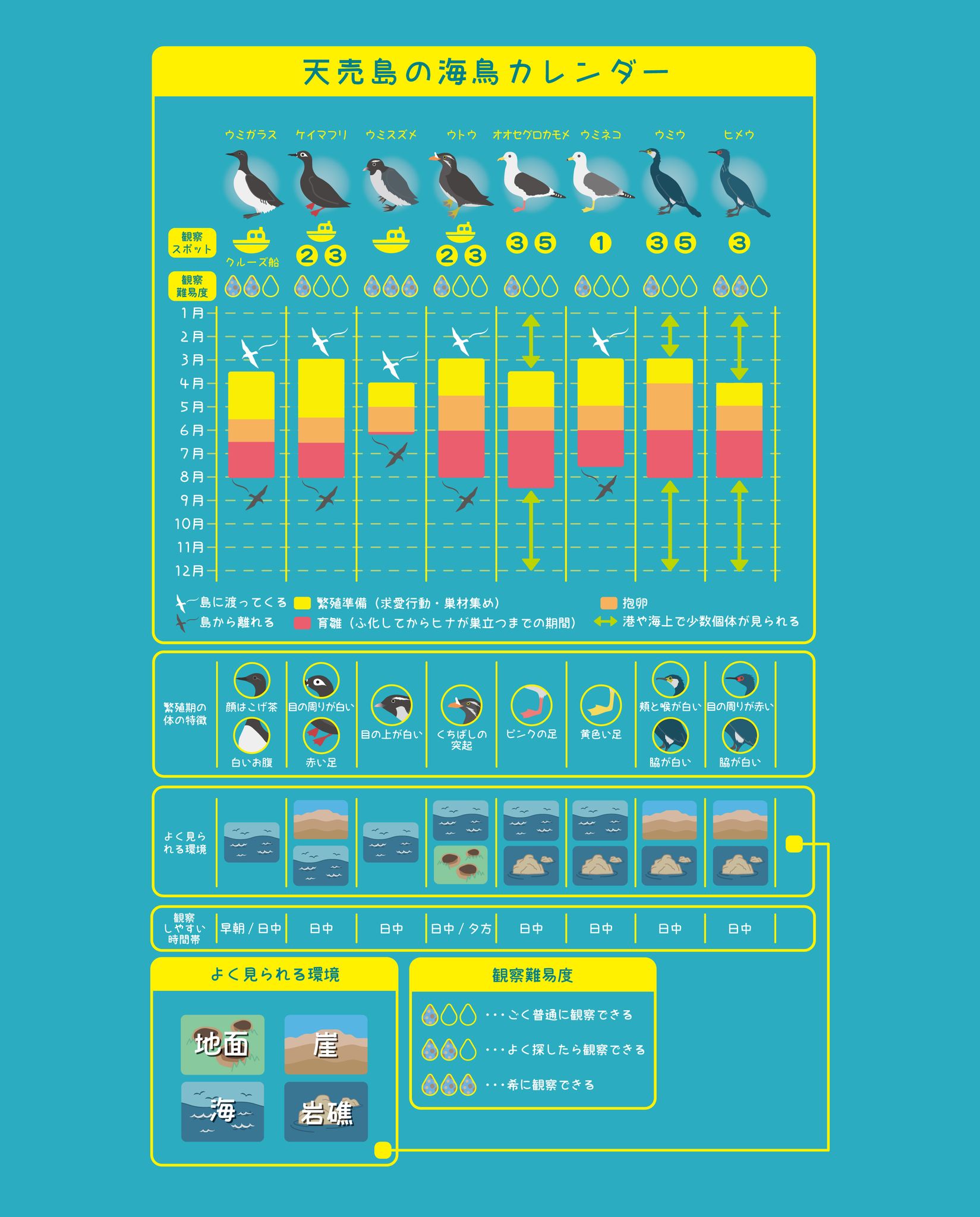 天売島の海鳥カレンダー | 羽幌町観光協会 天売島・焼尻島 観光サイト