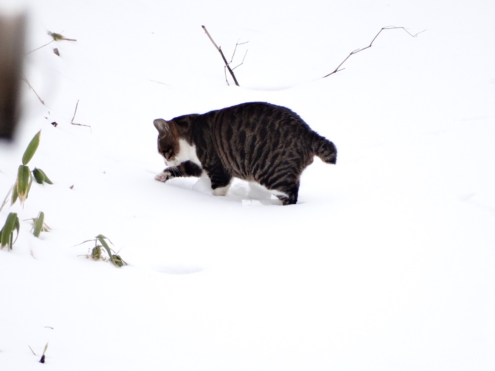 愛する島の住人達　ノラ