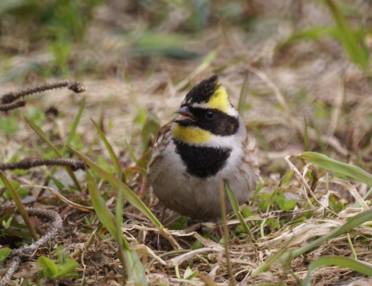 焼尻島物語　その15