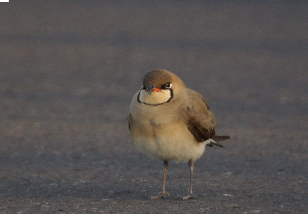 焼尻島を訪れる野鳥たち