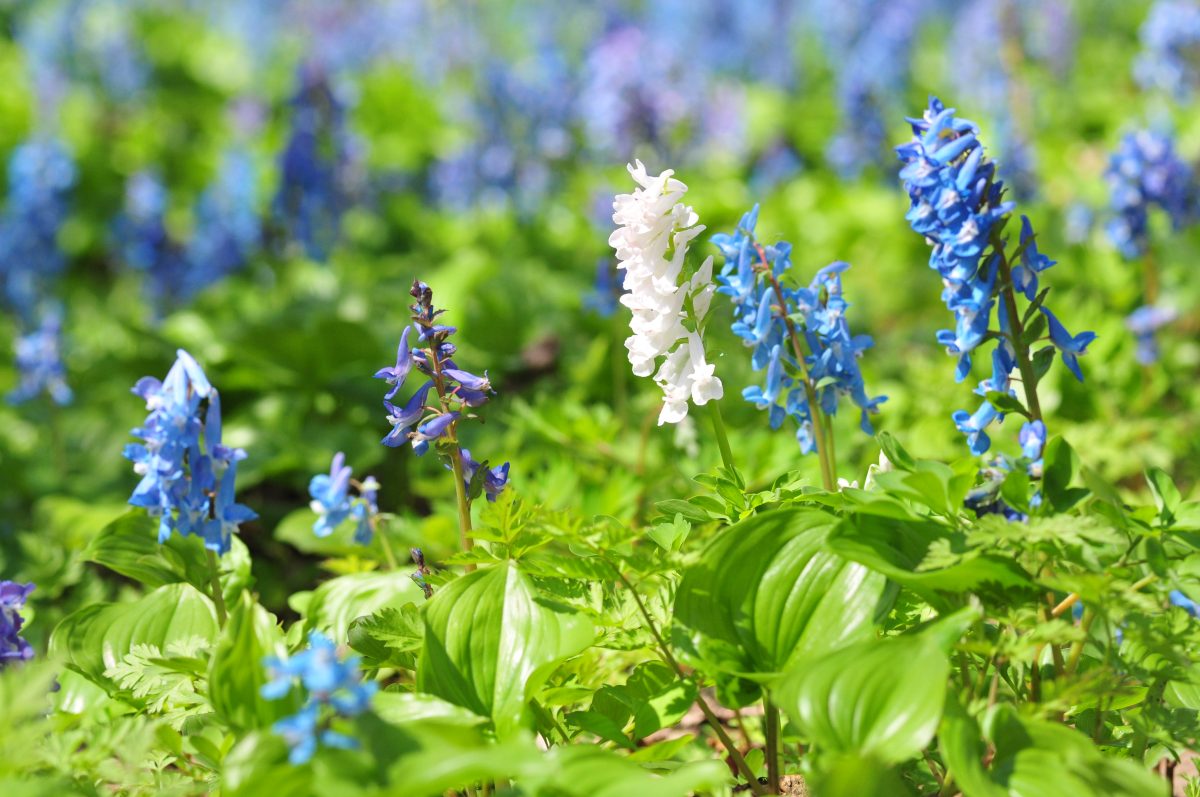 花と緑の島「焼尻島」